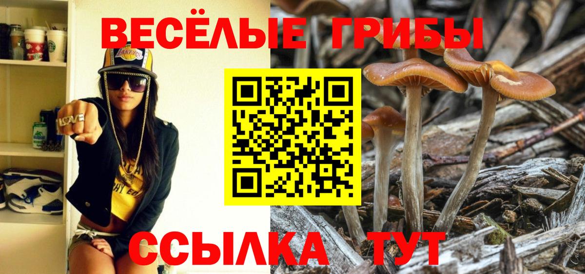 где купить   Псилоцибиновые грибы прущие грибы  Топки  Псилоцибиновые грибы прущие грибы 